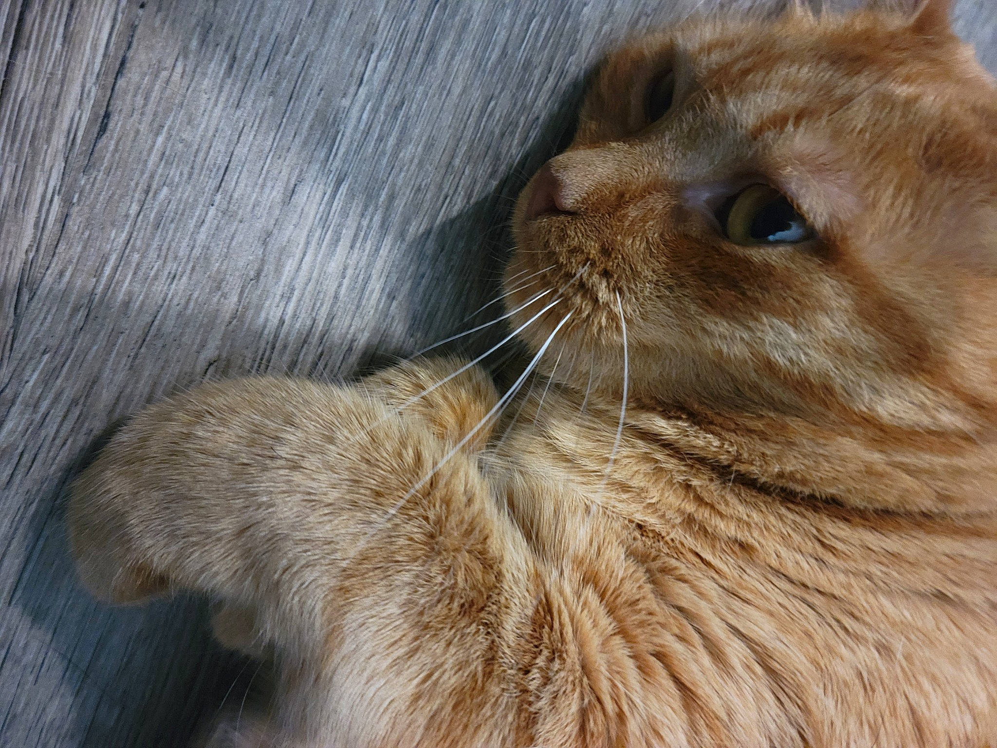 Floyd joined the competition — help win amazing prizes! birman, carnivore, cat, domestic_short_haired_cat, eye, fawn, felidae, fur, head, paw, small_to_medium_sized_cats, snout, tail, terrestrial_animal, whiskers, wildlife, wood