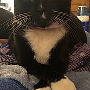 Shirley Mittens joined the competition — help win amazing prizes! animal, black_and_white, blanket, cat, christmas_stocking, close_up, cozy, crossed_paws, decor, domestic_animal, feline, fur, household, indoor, mammal, paws, pet, relaxed, resting, whiskers