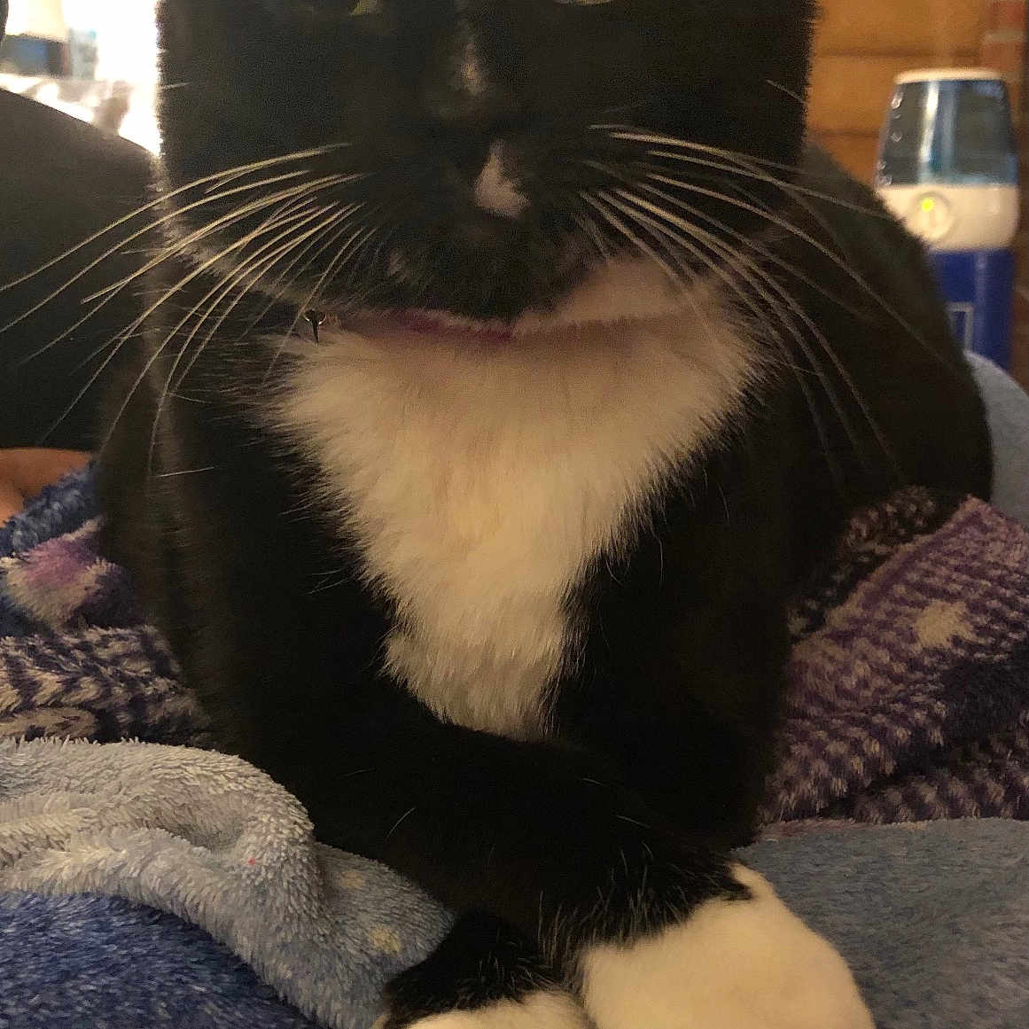 Shirley Mittens
