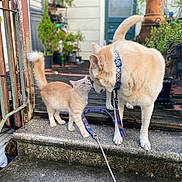 Julius James joined the competition — help win amazing prizes! animal, cat, collar, curious, daylight, dog, friendship, fur, garden, interaction, leash, nature, outdoor, pet, plants, porch, rustic, step, tail, wood