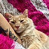Julius James is registered to the contest to win money with this photo: arm, blanket, cat, close_up, cozy, cream_colored_cat, cute, feline, fluffy_texture, fur, indoor, pet, pink_blanket, relaxed, resting, sleepy_cat, snuggling, tattoo, whiskers, white_blanket