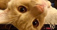 Julius James is registered to the contest to win money with this photo: animal, blanket, brown, cage, cat, closeup, crate, curious, domestic, ears, eyes, feline, furniture, home, indoor, nose, pet, playful, toy, whiskers