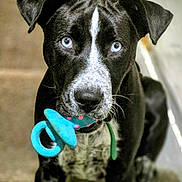 Titan joined the competition — help win amazing prizes! animal, black_and_white, blue_eyes, carpet, cute, dog, domestic_animal, ears, fur, indoor, looking, mammal, nose, pacifier, pet, playful, sitting, stairs, toy, whiskers