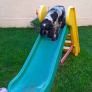 Harley participe au concours pour gagner de l'argent avec cette photo : backyard, chute, fun, grass, inflatable, lawn, leisure, outdoor_play_equipment, plant, plastic, play, playground, playground_slide, public_space, recreation, yard