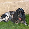 Harley participe au concours pour gagner de l'argent avec cette photo : dog, dog_breed, dog_like_mammal, english_cocker_spaniel, english_springer_spaniel, field_spaniel, french_spaniel, picardy_spaniel, russian_spaniel, spaniel, sporting_group, stabyhoun