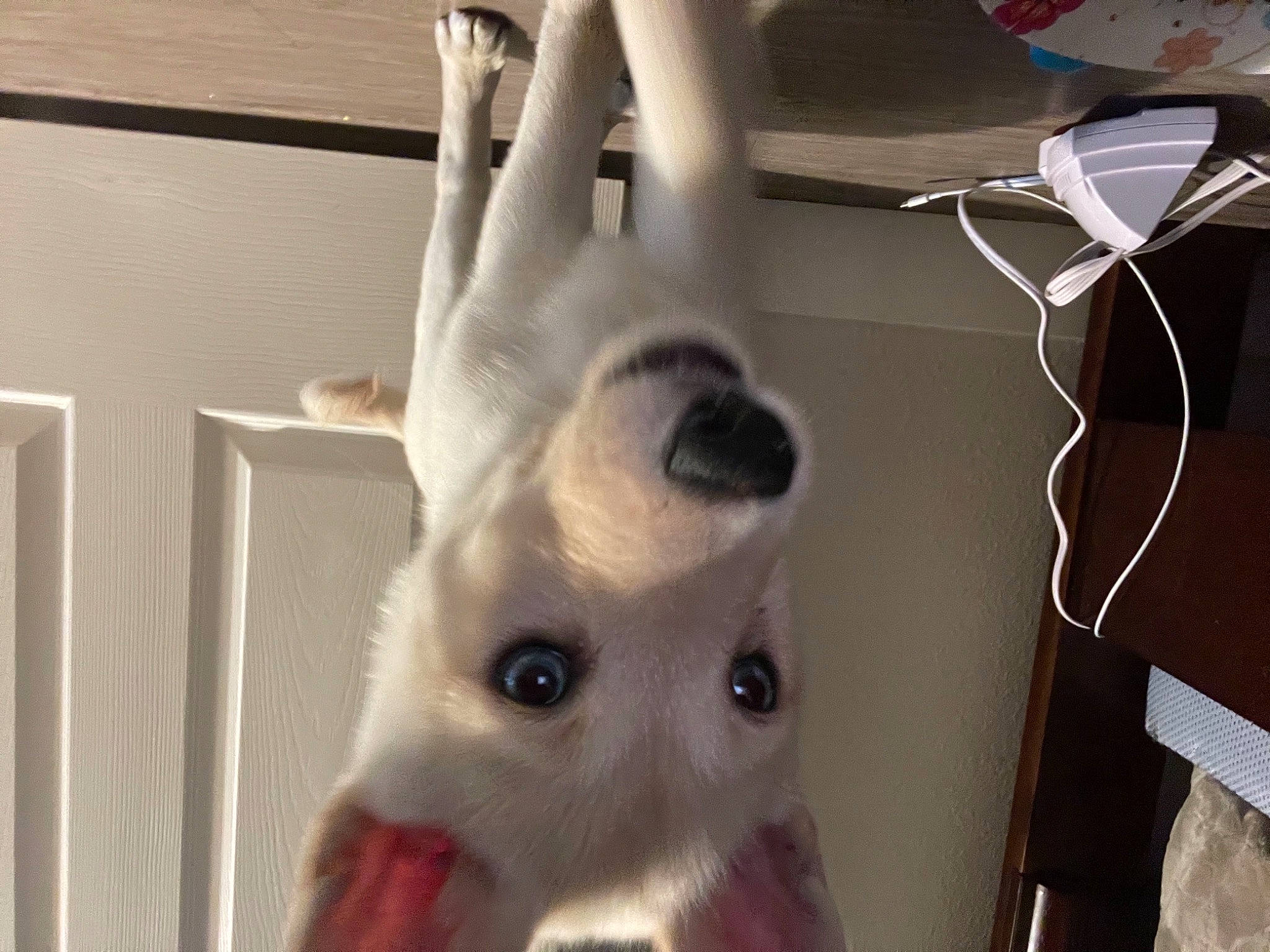 Diamond joined the competition — help win amazing prizes! canidae, carnivore, companion_dog, dog, dog_breed, ear, fawn, felidae, fur, gesture, jaw, paw, small_to_medium_sized_cats, snout, sporting_group, tail, terrestrial_animal, toy_dog, whiskers, working_animal