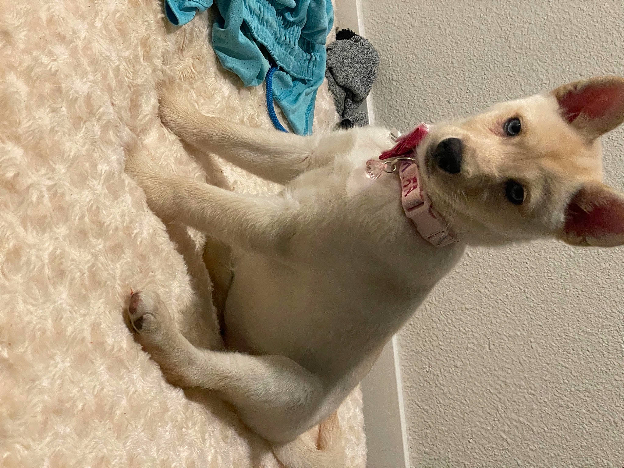 Diamond joined the competition — help win amazing prizes! canidae, carnivore, collar, companion_dog, dog, dog_breed, dog_collar, dog_supply, ear, fawn, fur, gesture, jaw, paw, snout, sporting_group, tail, toy_dog, whiskers, working_animal