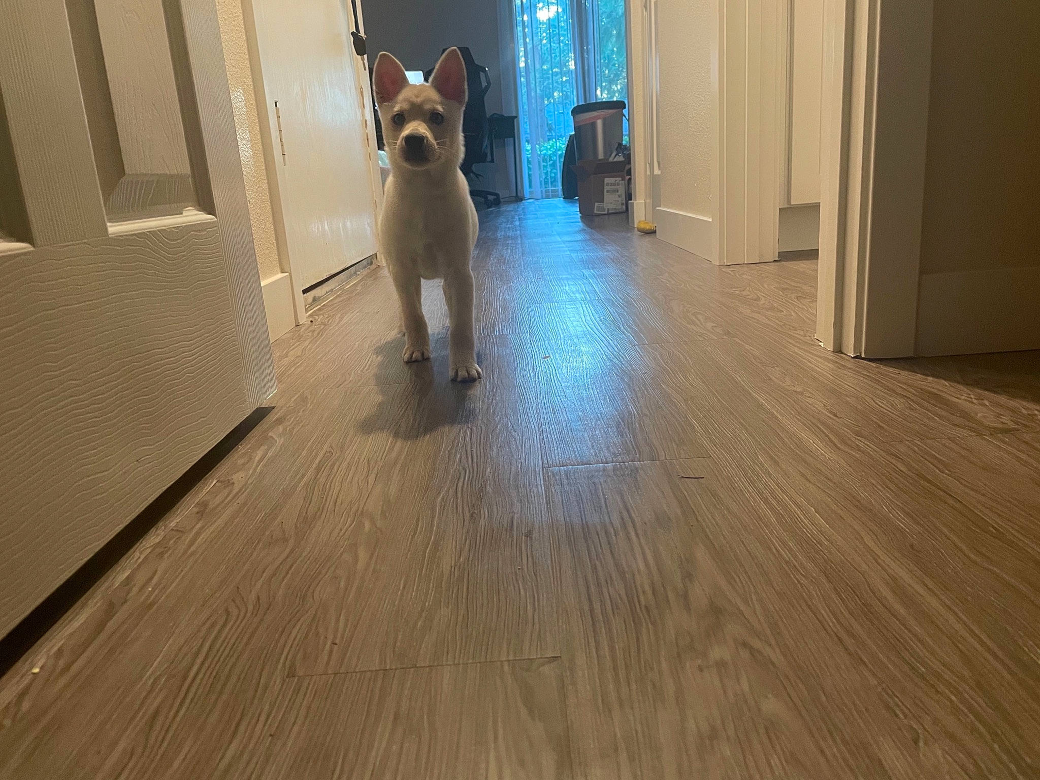 Diamond is registered to the contest to win money with this photo: brown, carnivore, companion_dog, dog_breed, door, fawn, felidae, floor, flooring, hardwood, laminate_flooring, mammal, plank, small_to_medium_sized_cats, snout, varnish, vertebrate, whiskers, wood, wood_stain