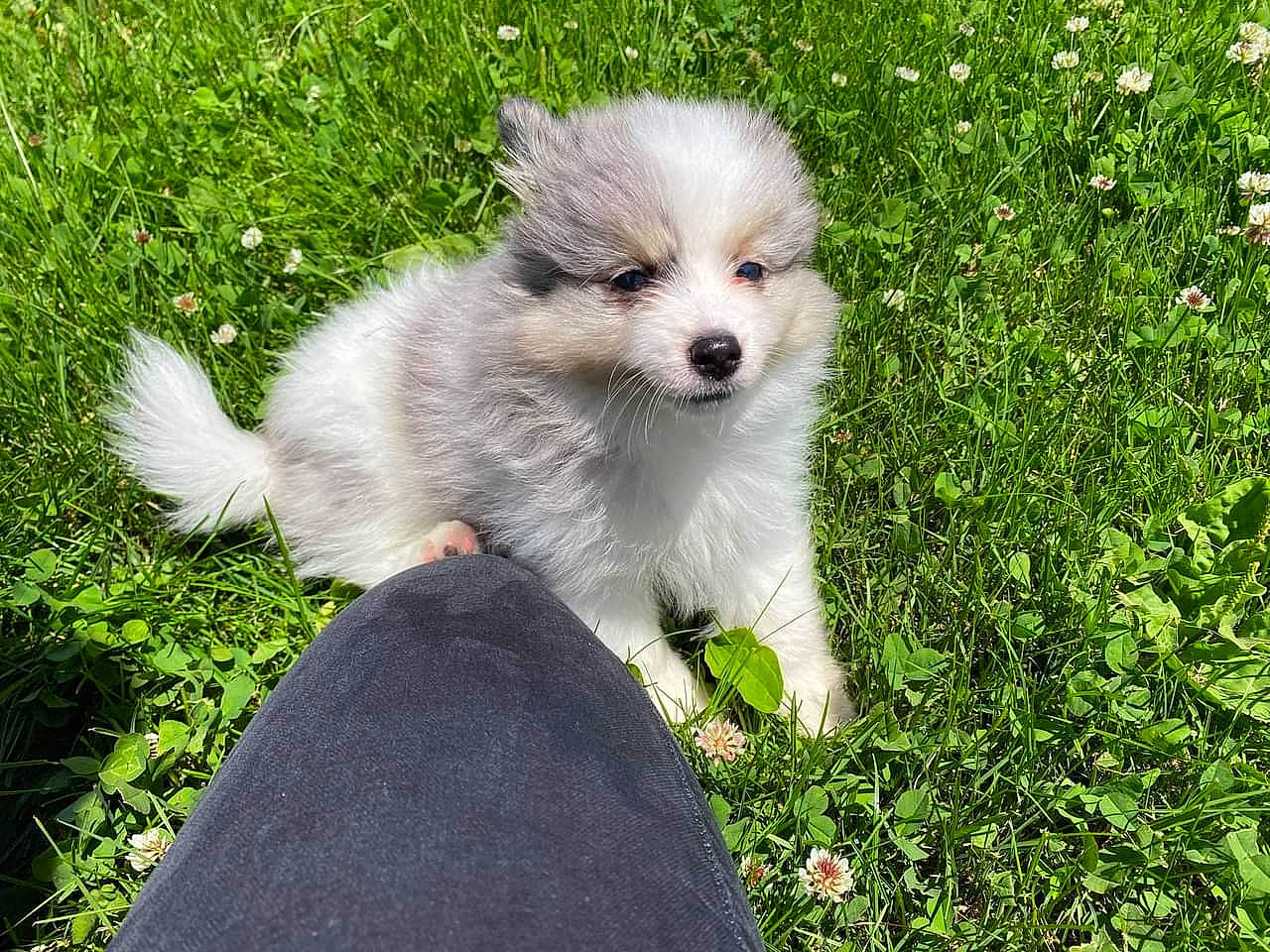 Acia joined the competition — help win amazing prizes! canidae, carnivore, companion_dog, dog, dog_breed, fawn, fur, grass, groundcover, maltepoo, non_sporting_group, plant, puppy, snout, sporting_group, terrestrial_animal, toy_dog, working_animal