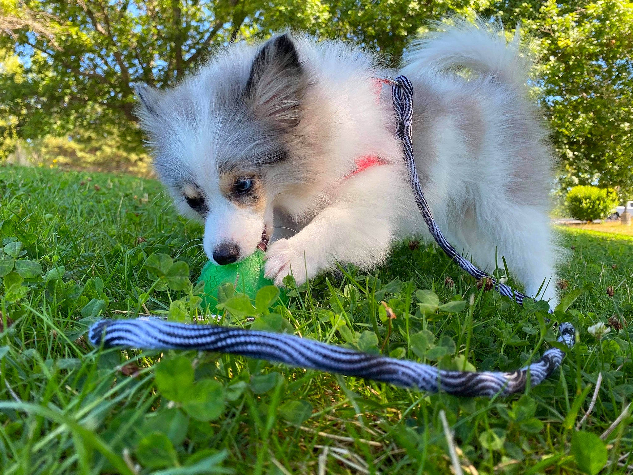 Acia is registered to the contest to win money with this photo: canidae, carnivore, companion_dog, dog, dog_breed, electric_blue, event, fawn, german_spitz, german_spitz_klein, grass, grassland, lawn, plant, spitz, sporting_group, tail, tree, whiskers, working_animal