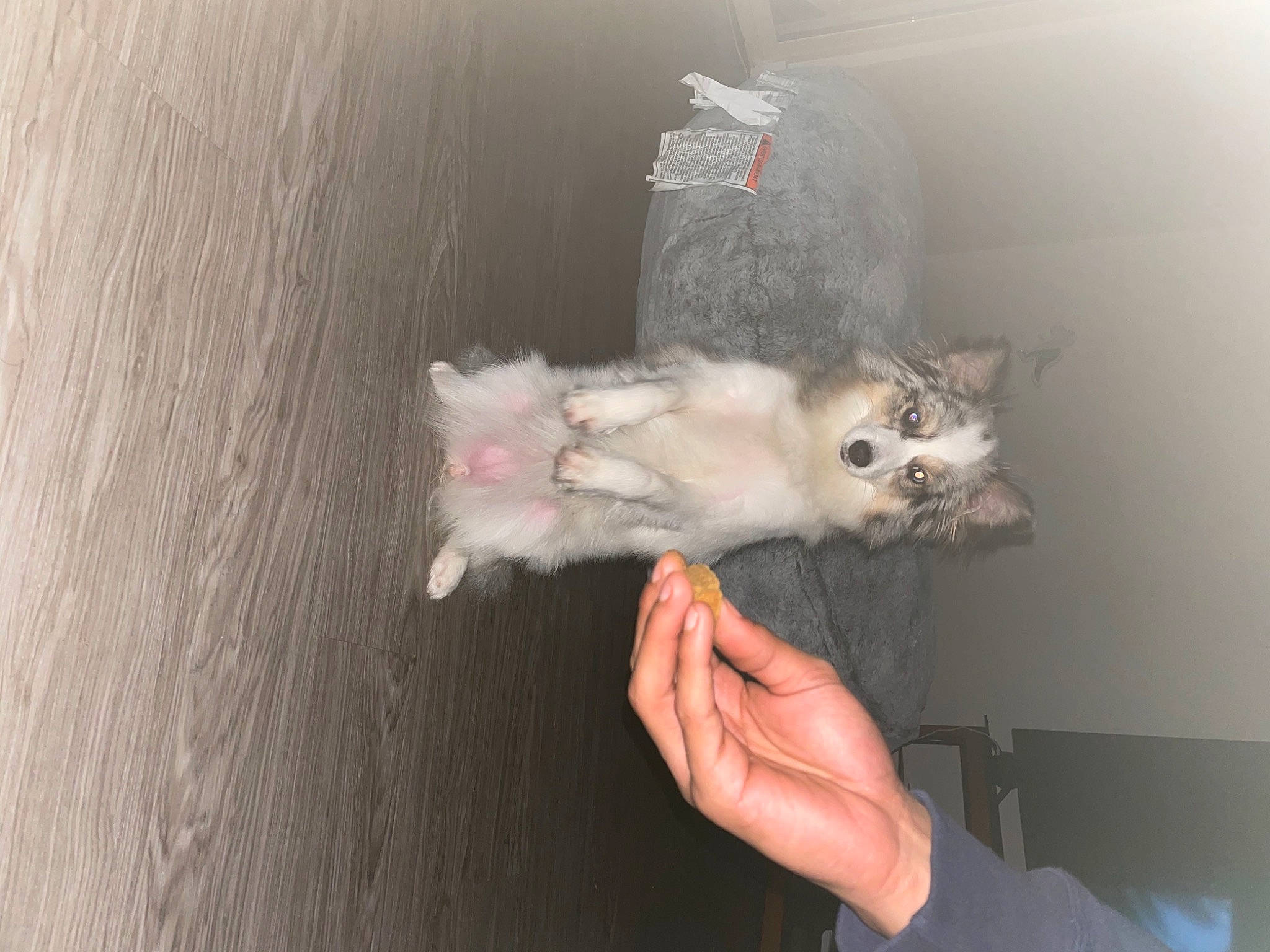 Acia joined the competition — help win amazing prizes! canidae, carnivore, cat, claw, domestic_short_haired_cat, ear, fawn, felidae, fur, gesture, hardwood, nail, paw, small_to_medium_sized_cats, tail, whiskers, wood