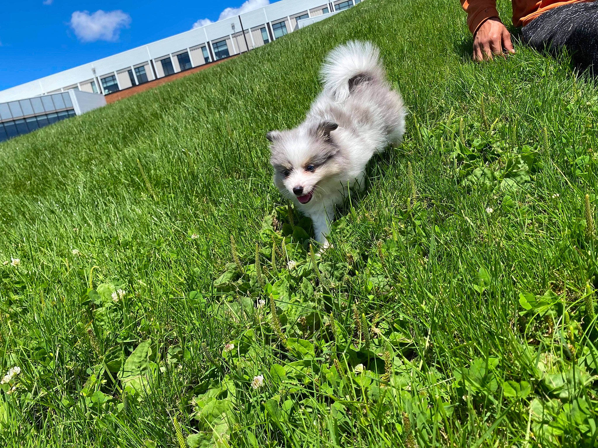 Acia is registered to the contest to win money with this photo: carnivore, cloud, companion_dog, dog, dog_breed, german_spitz, german_spitz_klein, german_spitz_mittel, grass, grassland, groundcover, japanese_spitz, lawn, plant, samoyed, shrub, sky, spitz, toy_dog, volpino_italiano