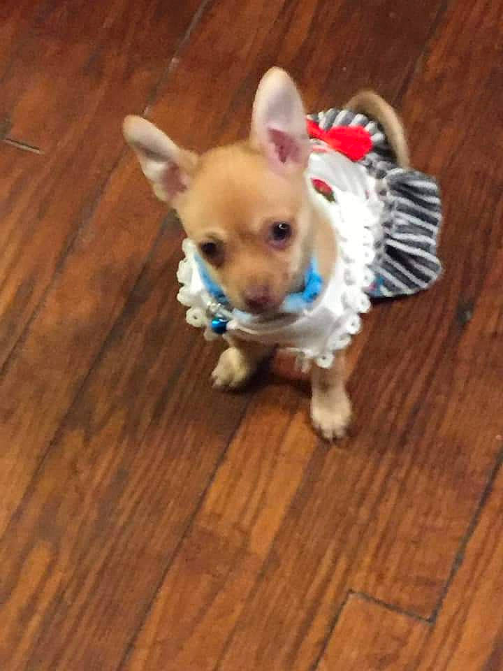 Stinker is registered to the contest to win money with this photo: carnivore, companion_dog, dog, dog_breed, dog_clothes, dog_supply, ear, fawn, flooring, hardwood, plank, snout, sporting_group, tail, toy, toy_dog, whiskers, wood, wood_stain, working_animal