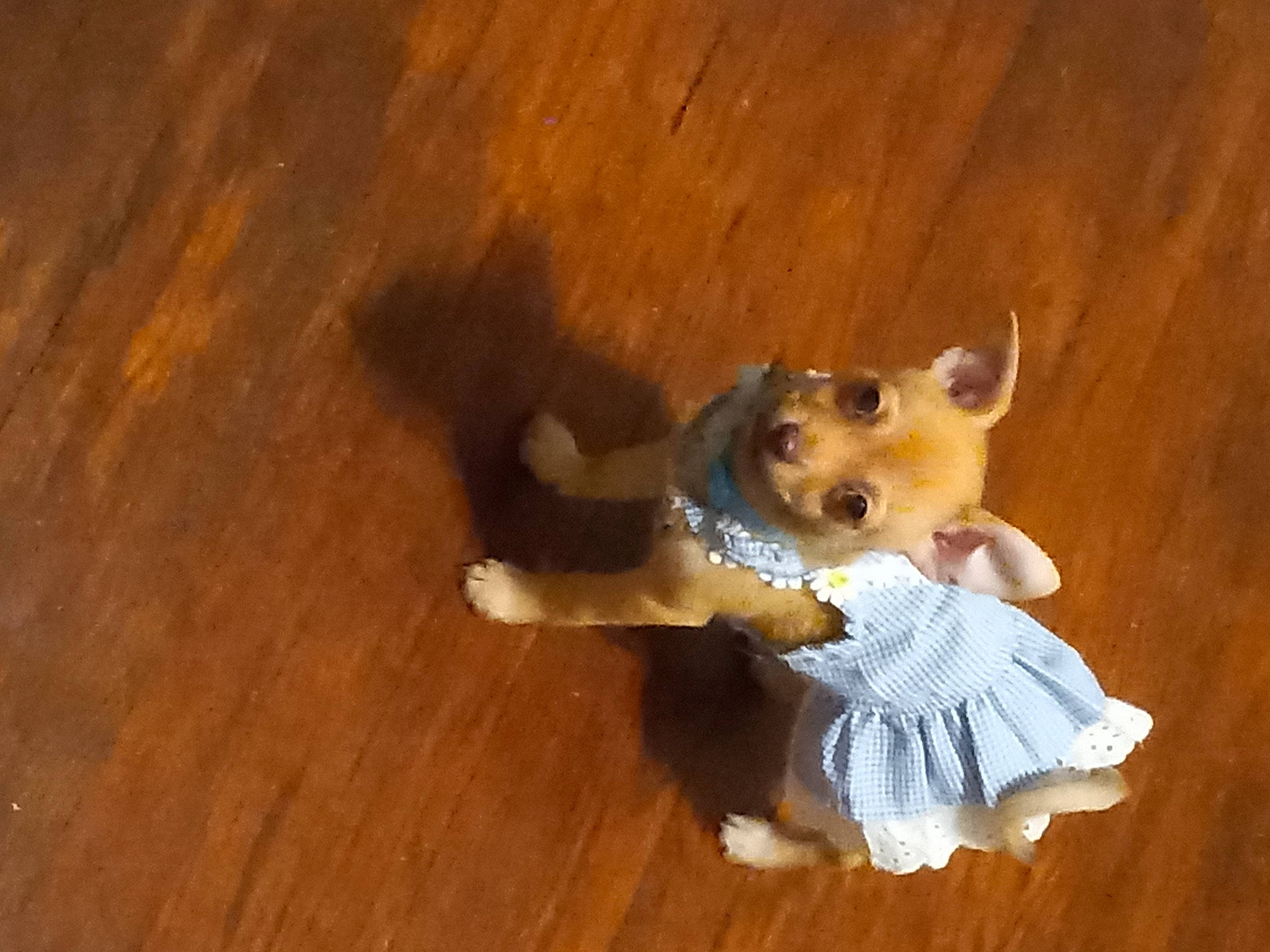 Stinker is registered to the contest to win money with this photo: carnivore, companion_dog, dog, dog_breed, dog_supply, fawn, flooring, fur, hardwood, paw, spitz, stuffed_toy, tail, toy, toy_dog, varnish, whiskers, wood, wood_stain, working_animal