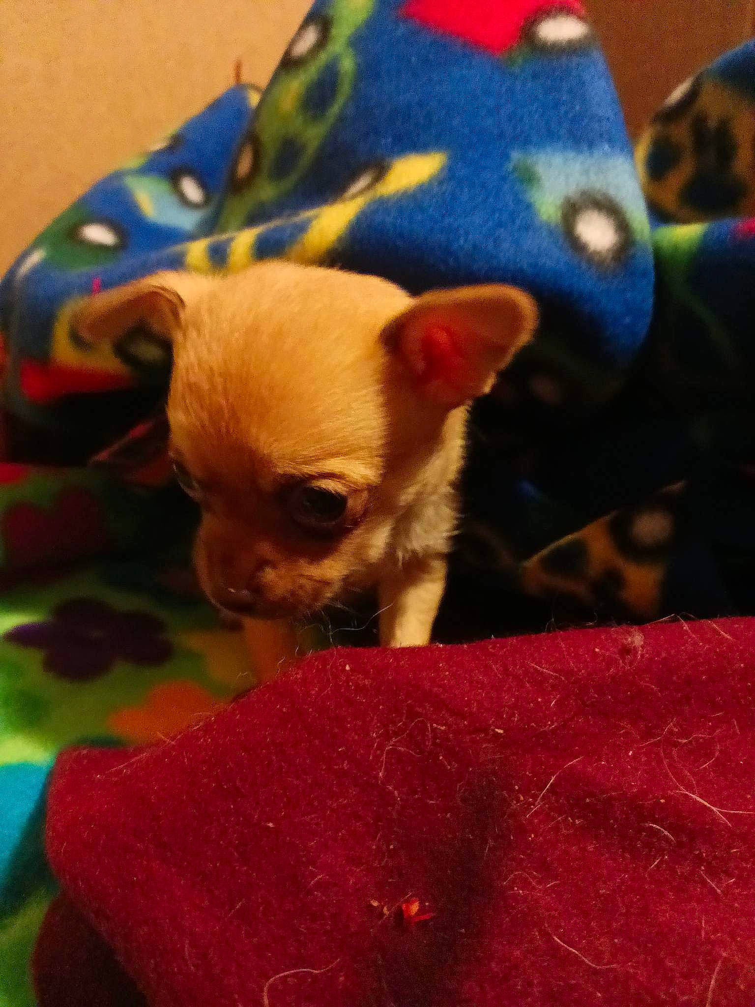 Stinker joined the competition — help win amazing prizes! carmine, carnivore, chihuahua, comfort, companion_dog, corgi_chihuahua, dog, dog_breed, dog_supply, fawn, fur, linens, magenta, non_sporting_group, red, snout, terrestrial_animal, toy_dog, whiskers, working_animal