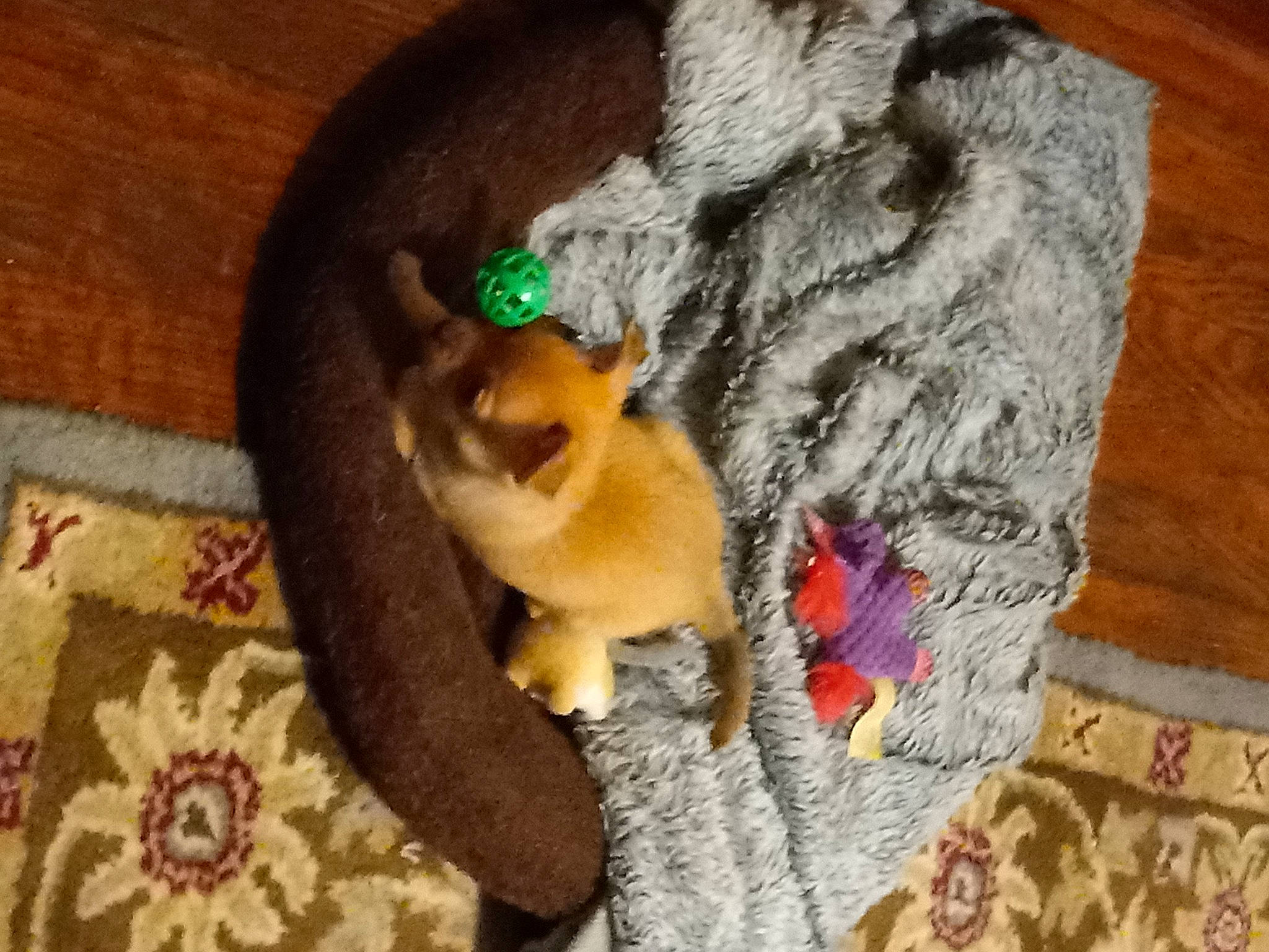 Stinker is registered to the contest to win money with this photo: birman, canidae, carnivore, cat, cat_supply, companion_dog, dog_breed, domestic_short_haired_cat, fawn, felidae, fur, hardwood, linens, paw, plant, small_to_medium_sized_cats, spitz, tail, whiskers, wood