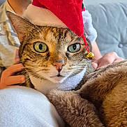 Raiponce participe au concours pour gagner de l'argent avec cette photo : cat, tabby_cat, santa_hat, holiday, close_up, green_eyes, plush_blanket, cozy, indoor, person, background, feline, pet, cute, festive, soft_texture, domestic_animal, holiday_season, hat, whiskers