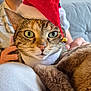 cat, tabby_cat, santa_hat, holiday, close_up, green_eyes, plush_blanket, cozy, indoor, person, background, feline, pet, cute, festive, soft_texture, domestic_animal, holiday_season, hat, whiskers