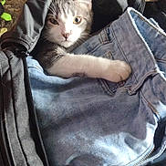 Samaya joined the competition — help win amazing prizes! animal, backpack, cat, cozy, curious, denim, dog, fabric, floor, furniture, indoor, jeans, light, pet, playful, resting, shadow, sniffing, wood, zipper