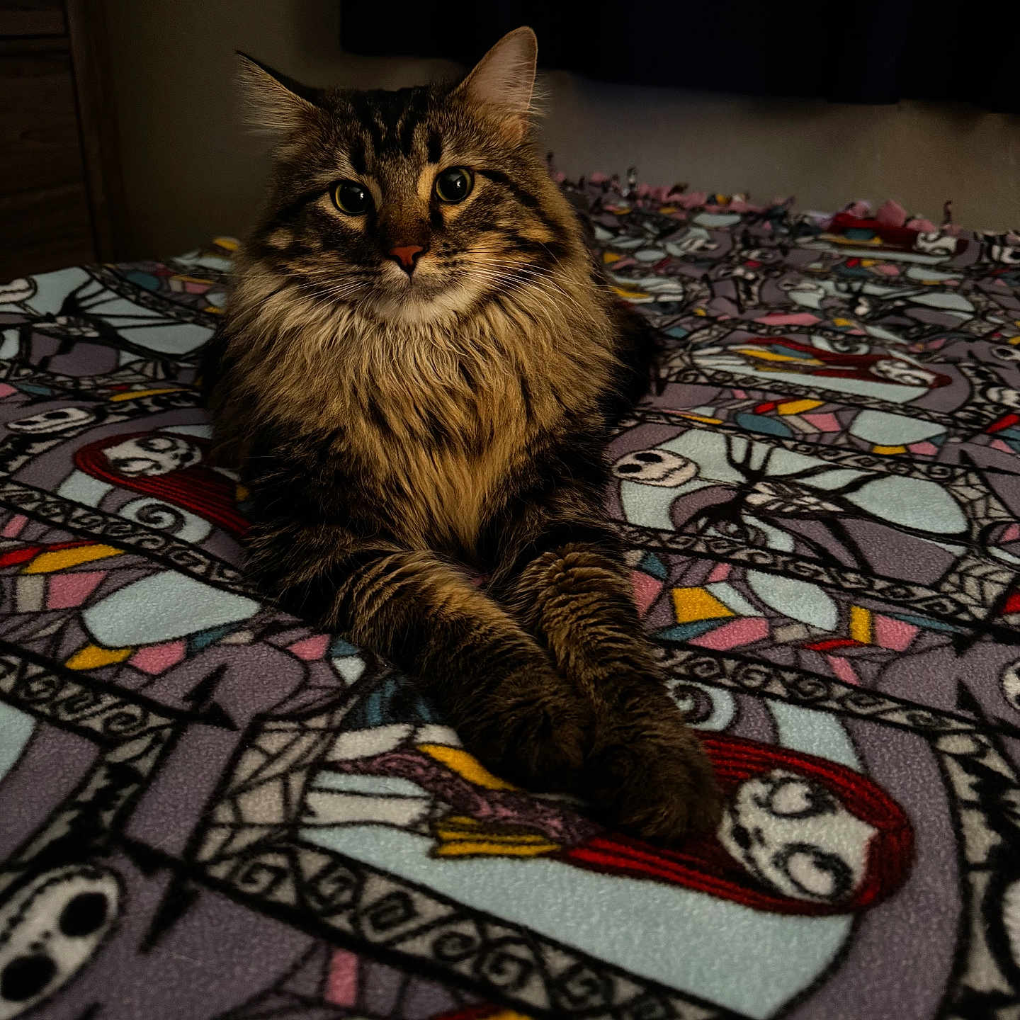 Tiny Kitten is registered to the contest to win money with this photo: bed, bedroom, blanket, cat, close_up, cozy, domestic_cat, feline, fur, green_eyes, indoor, long_hair, lying_down, patterned_blanket, paws, pet, portrait, staring, tabby, whiskers