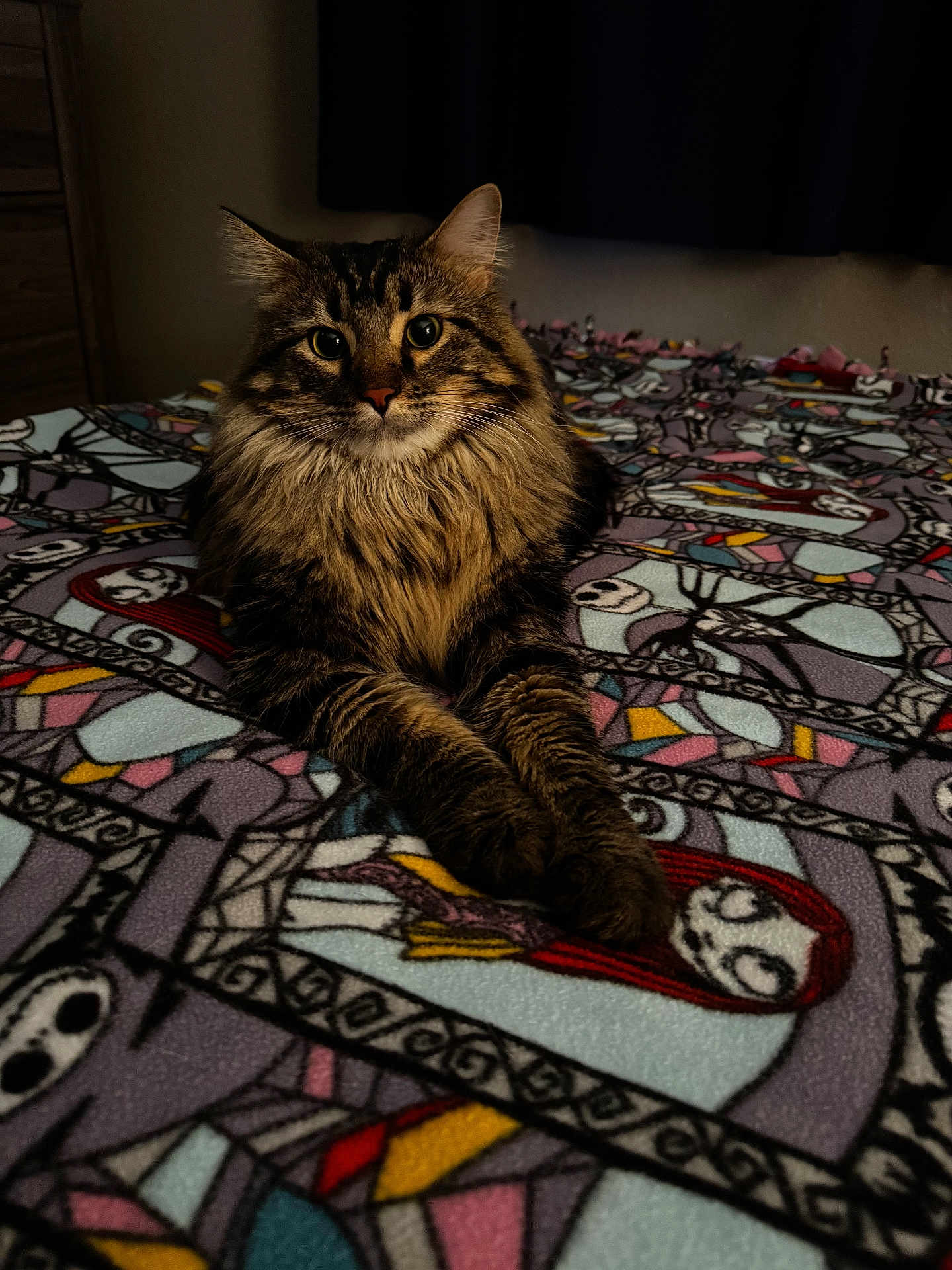 Tiny Kitten is registered to the contest to win money with this photo: bed, bedroom, blanket, cat, close_up, cozy, domestic_cat, feline, fur, green_eyes, indoor, long_hair, lying_down, patterned_blanket, paws, pet, portrait, staring, tabby, whiskers