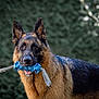 animal, background_blur, blue_toy, canine, closeup, dog, domestic_animal, ears, fur, german_shepherd, looking, muzzle, nature, outdoor, pet, playful, portrait, standing, tongue, toy