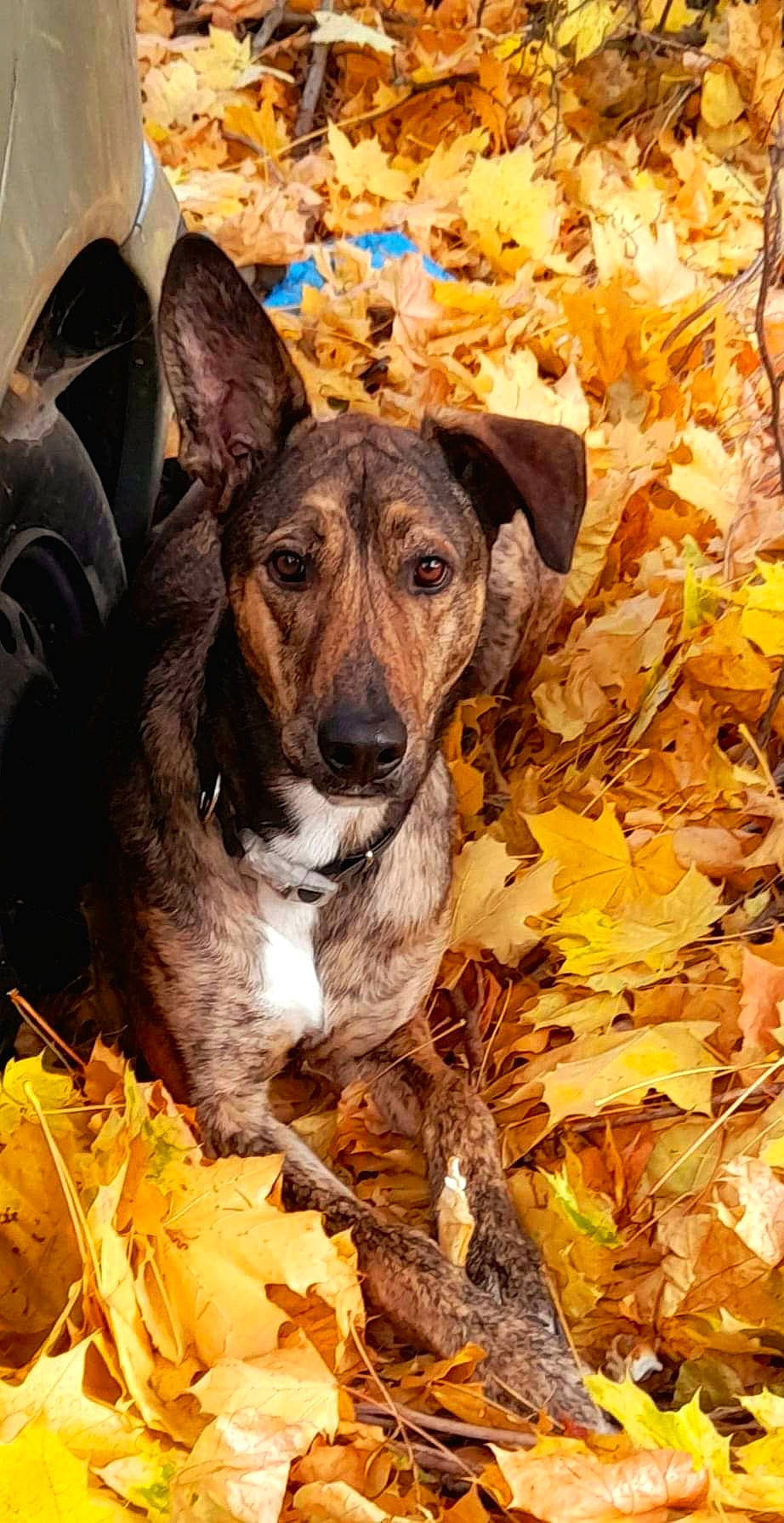 Achille a rejoint le concours — aidez-le/la à gagner de superbes lots ! automotive_tire, autumn, carnivore, companion_dog, deciduous, dog, dog_breed, fawn, grass, plant, sporting_group, terrestrial_animal, tints_and_shades, tire, tree, twig, wheel, whiskers, wood, working_animal