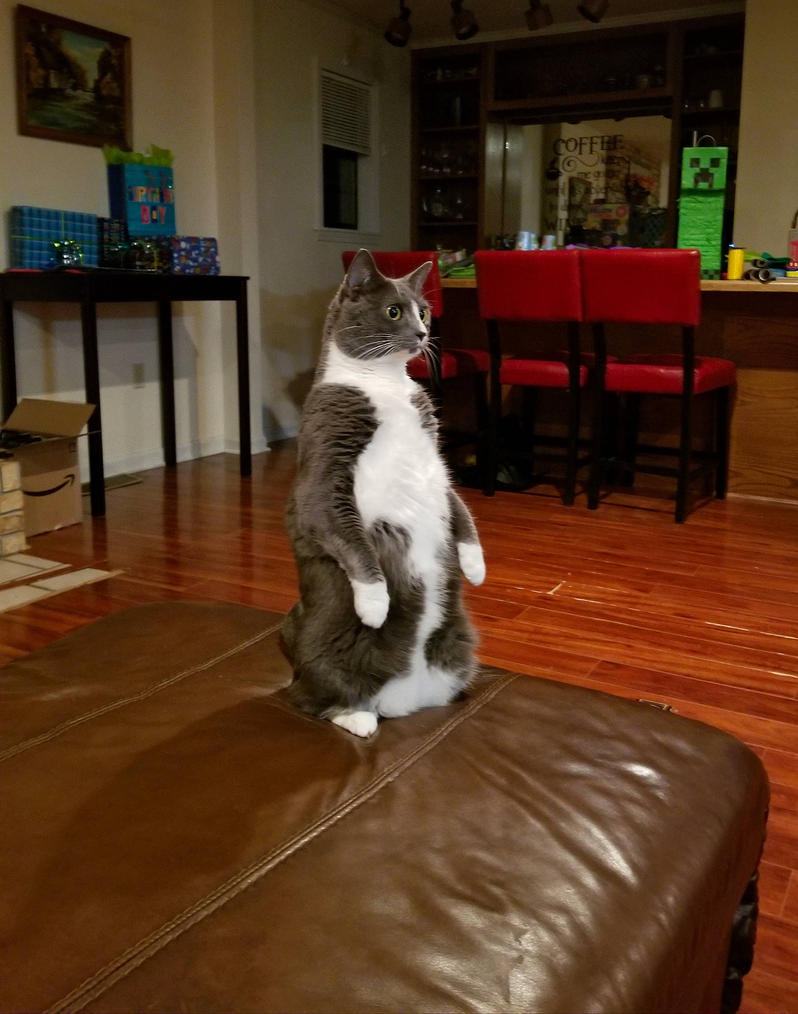 Zelda is registered to the contest to win money with this photo: carnivore, cat, domestic_short_haired_cat, european_shorthair, felidae, floor, flooring, fur, furniture, hardwood, norwegian_forest_cat, room, small_to_medium_sized_cats, tail, whiskers, wood