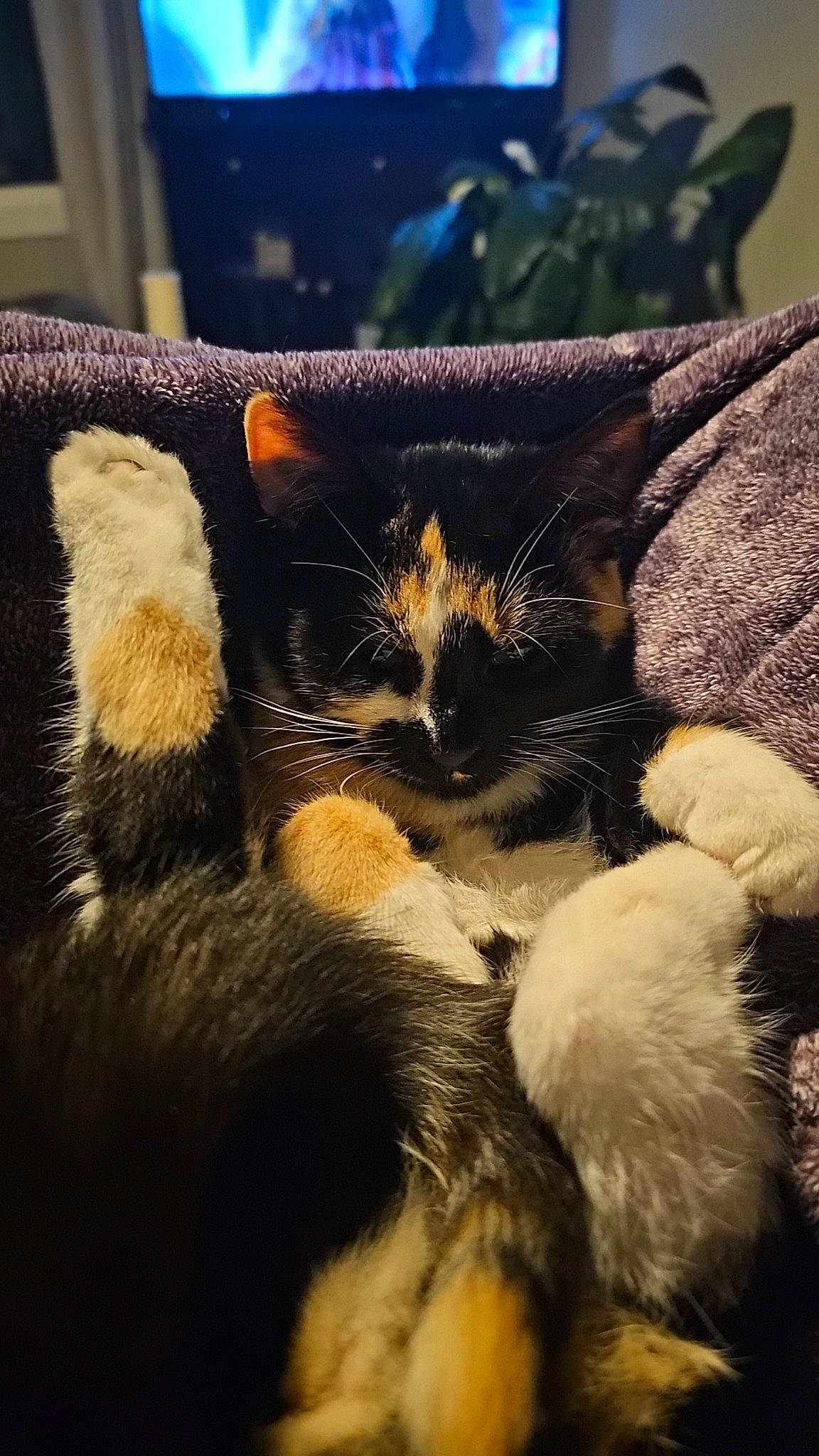 Maisie is registered to the contest to win money with this photo: carnivore, cat, cloud, comfort, couch, domestic_short_haired_cat, felidae, fur, grass, mammal, plant, sky, small_to_medium_sized_cats, snout, tail, tints_and_shades, tree, vertebrate, whiskers, window