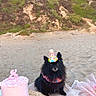 dog, black_dog, party_hat, birthday_cake, pink_cake, sand, beach, celebration, outdoor, nature, rocky_hillside, greenery, festive, pet, animal, table, decorations, cute, party, birthday