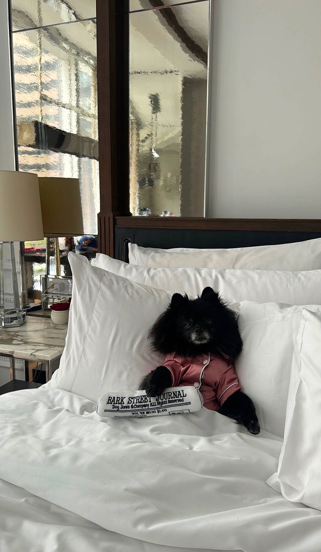 animal, bed, bedroom, black_dog, cozy, cute, dog, furniture, indoor, lamp, mirror, newspaper, pajamas, pet, pillows, portrait, relaxed, resting, small_dog, white_bedding