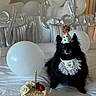 dog, birthday, party_hat, cake, balloons, bed, celebration, black_dog, pet, indoor, decorations, festive, white_balloons, birthday_candle, roses, silver_balloons, cute, fluffy, animal, holiday