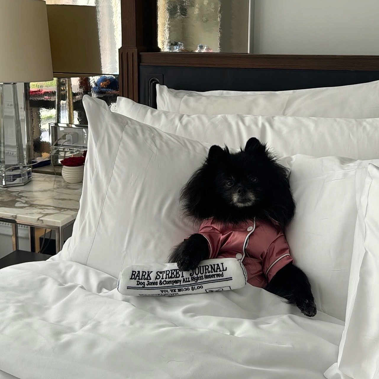 Bear is registered to the contest to win money with this photo: dog, black_dog, pajamas, bed, pillows, white_bedding, toy, newspaper, indoor, lamp, bedroom, marble_table, furniture, pet, cute, relaxed, cozy, animal, resting, home