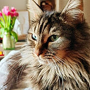 Ruby a rejoint le concours — aidez-le/la à gagner de superbes lots ! cat, fluffy, portrait, pet, animal, feline, whiskers, closeup, indoor, green_eyes, soft_light, background_blur, flowers, domestic_cat, cute, fur, muzzle, ears, relaxed, cozy
