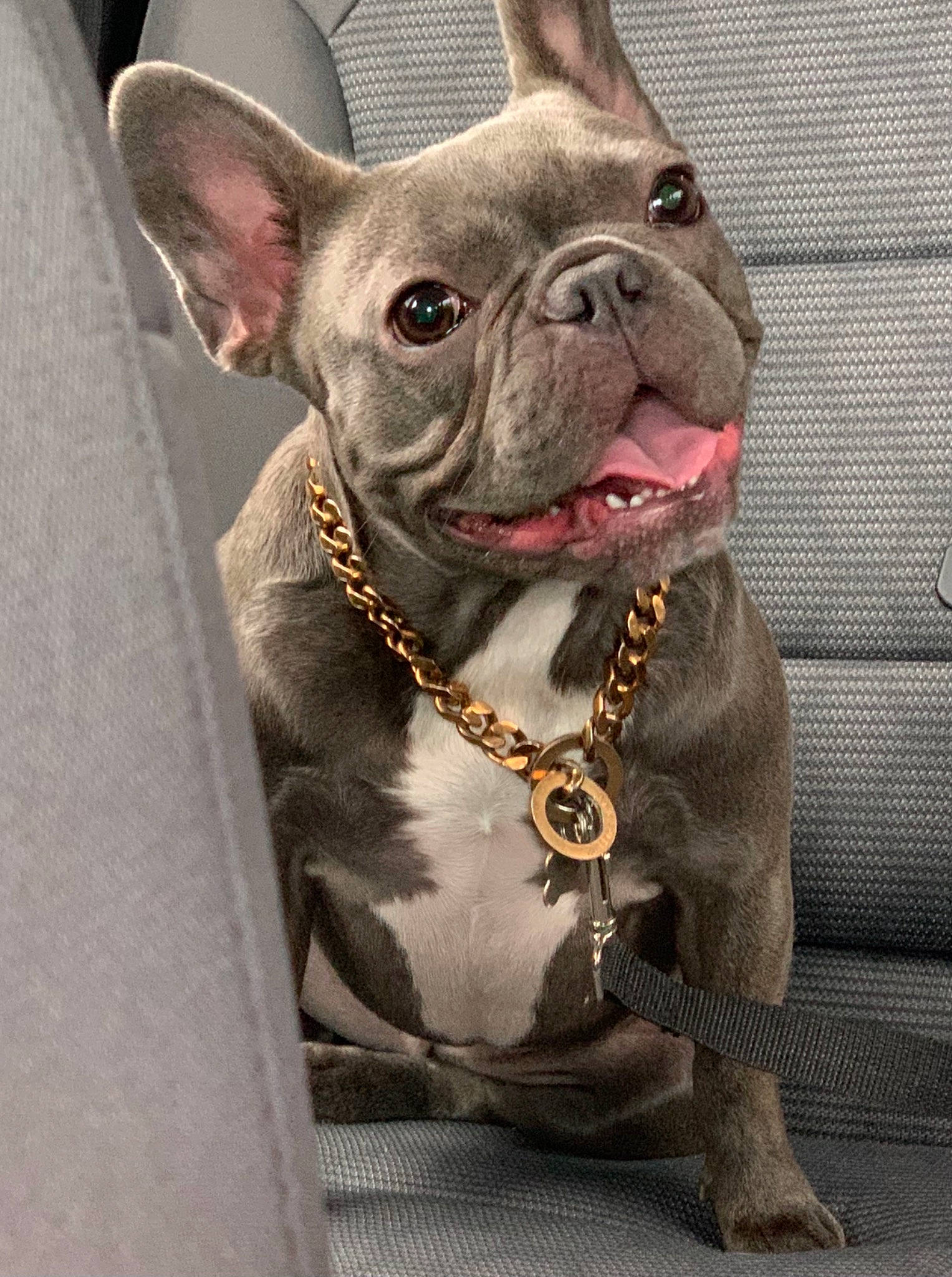 Lexi is registered to the contest to win money with this photo: bulldog, canidae, carnivore, collar, companion_dog, dog, dog_breed, dog_collar, ear, fawn, french_bulldog, fur, leash, liver, snout, sporting_group, toy_dog, whiskers, working_animal, wrinkle