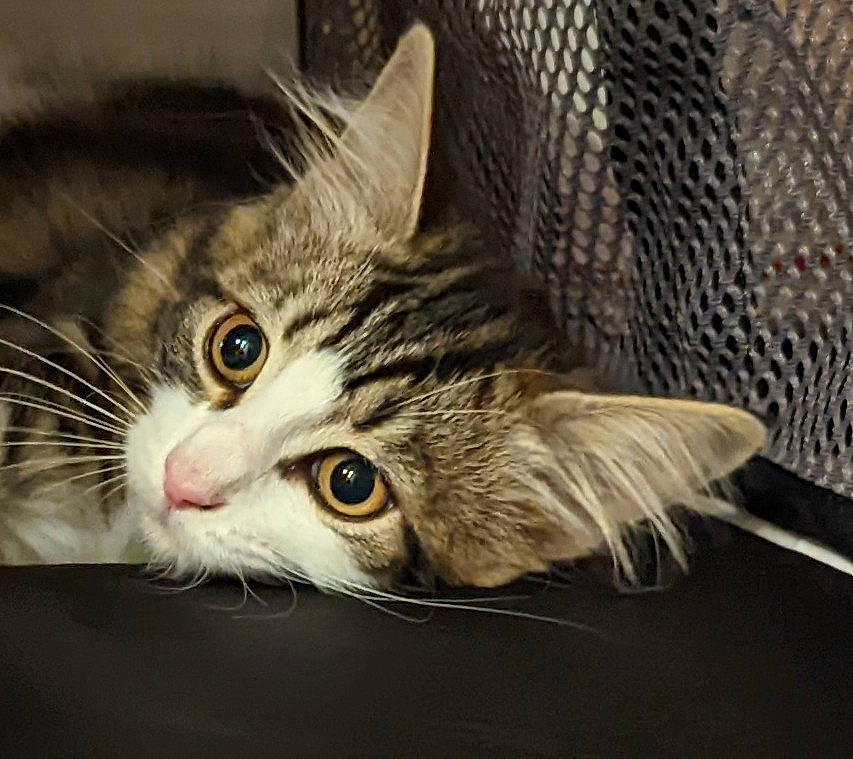 Pebble is registered to the contest to win money with this photo: carnivore, cat, claw, domestic_short_haired_cat, felidae, fur, paw, small_to_medium_sized_cats, snout, whiskers