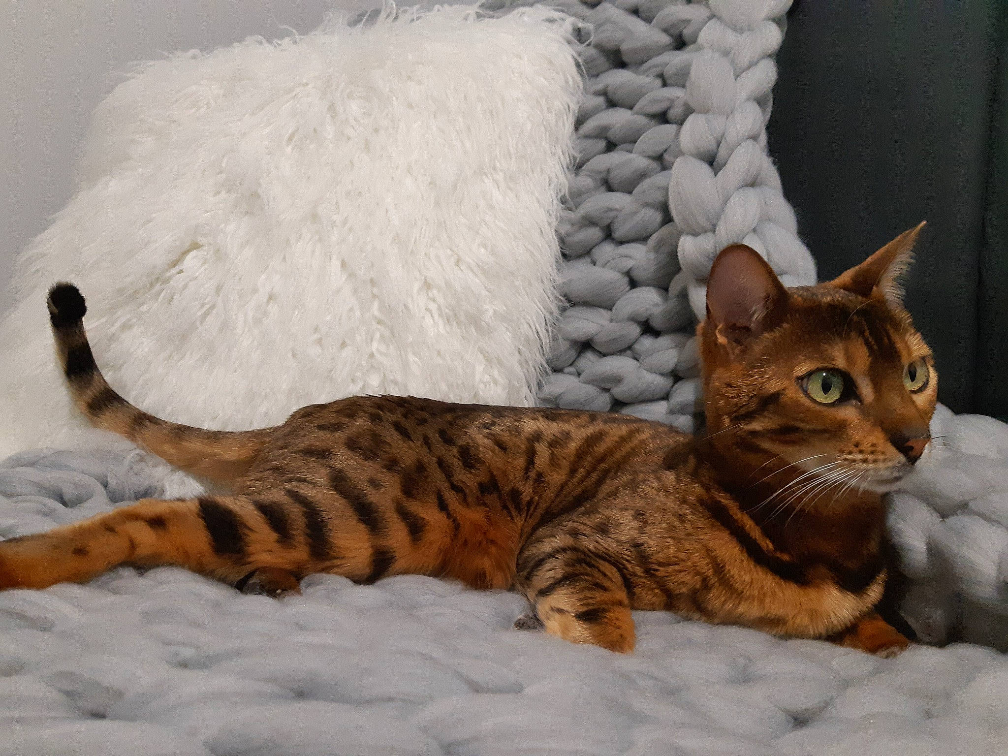 Malou participe au concours pour gagner de l'argent avec cette photo : carnivore, cat, cat_supply, claw, comfort, couch, domestic_short_haired_cat, fawn, felidae, fur, linens, paw, pet_supply, sitting, small_to_medium_sized_cats, snout, snow, tail, terrestrial_animal, whiskers