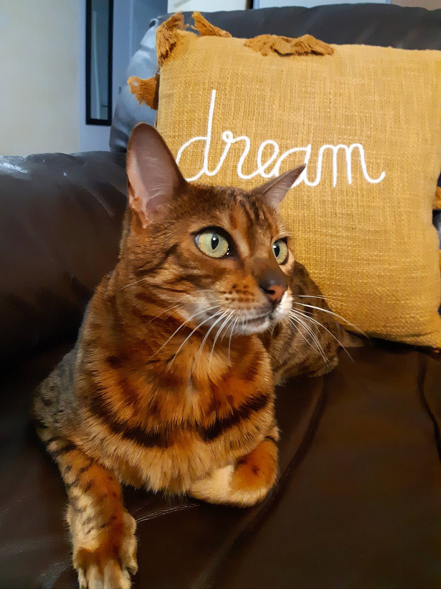 Malou participe au concours pour gagner de l'argent avec cette photo : carnivore, cat, comfort, domestic_short_haired_cat, fawn, felidae, fur, home_accessories, linens, paw, pillow, small_to_medium_sized_cats, snout, tail, terrestrial_animal, throw_pillow, vertebrate, whiskers, wildlife, wood