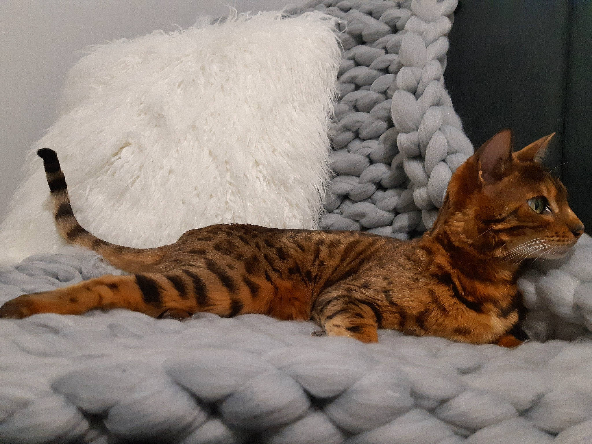 Malou a rejoint le concours — aidez-le/la à gagner de superbes lots ! carnivore, cat, cat_supply, claw, comfort, couch, domestic_short_haired_cat, fawn, felidae, fur, linens, nap, paw, sitting, small_to_medium_sized_cats, snout, tail, terrestrial_animal, whiskers, wood