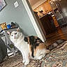 calico_cat, cat, fluffy, pet, animal, sitting, indoors, living_room, kitchen, rug, patterned_rug, wood_floor, couch, furniture, home, portrait, looking_at_camera, white_fur, orange_fur, black_fur