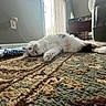 Cali joined the competition — help win amazing prizes! cat, kitten, fluffy, white_fur, orange_patches, lying_down, sleeping, playful, pet, animal, whiskers, ears, paws, tail, indoor, living_room, rug, carpet, window, sunlight