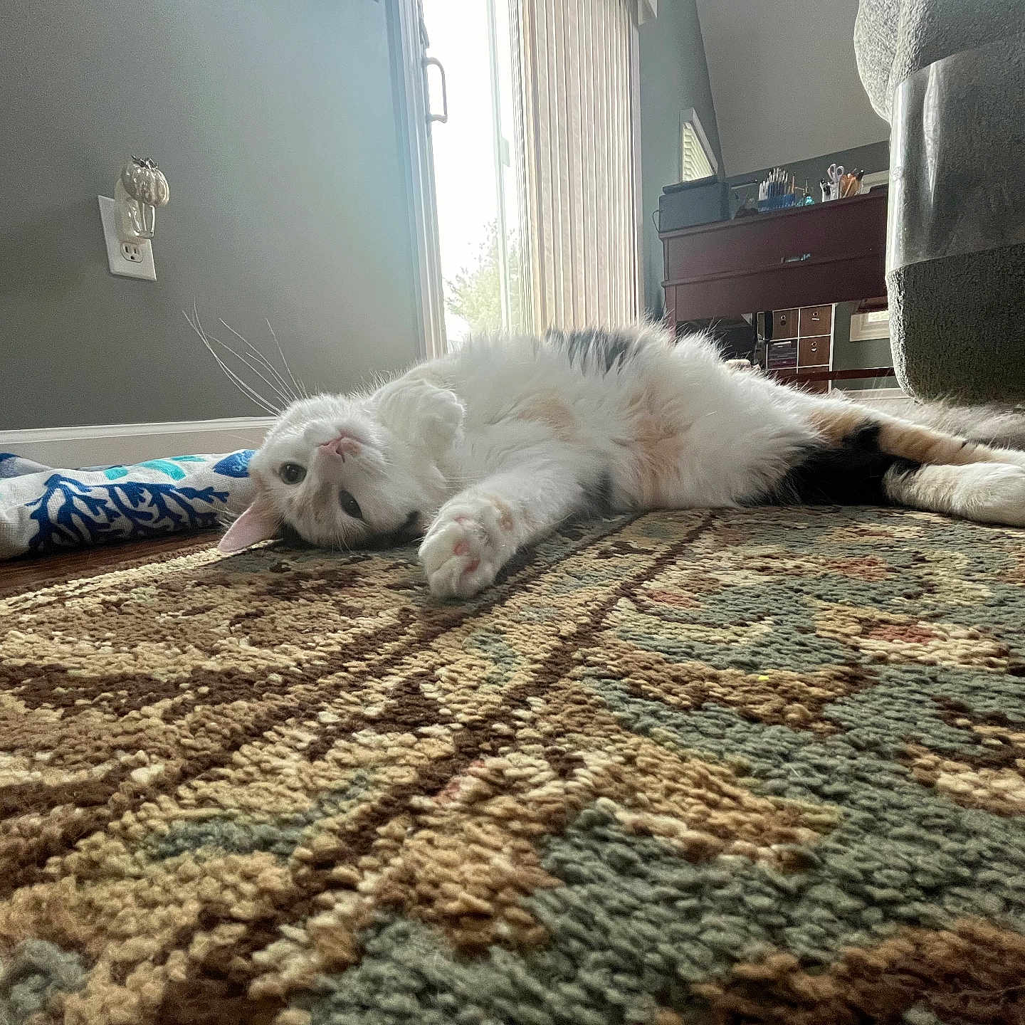 Cali joined the competition — help win amazing prizes! cat, kitten, fluffy, white_fur, orange_patches, lying_down, sleeping, playful, pet, animal, whiskers, ears, paws, tail, indoor, living_room, rug, carpet, window, sunlight