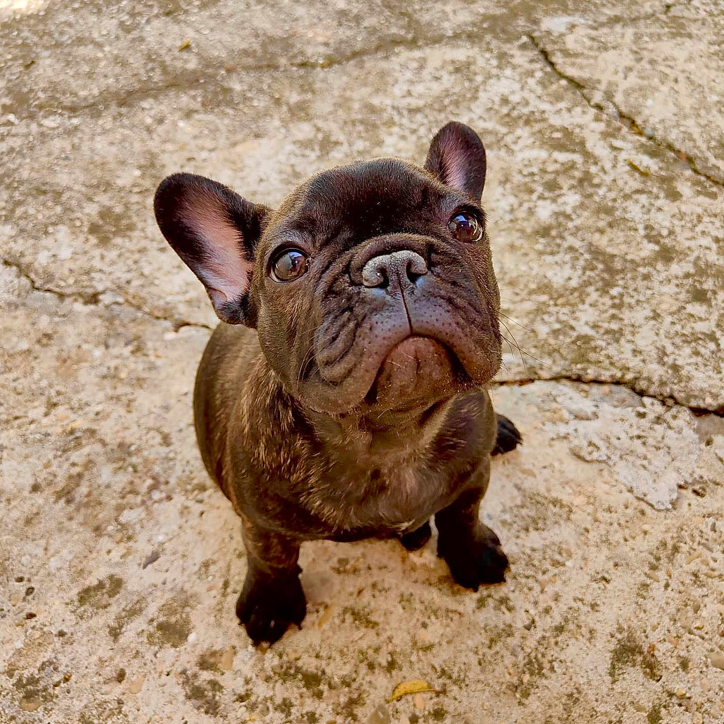 Vicky participe au concours pour gagner de l'argent avec cette photo : animal, boxer, bulldog, canine, dog, frenchbulldog, pet, pitbull, puppy, rock, soil