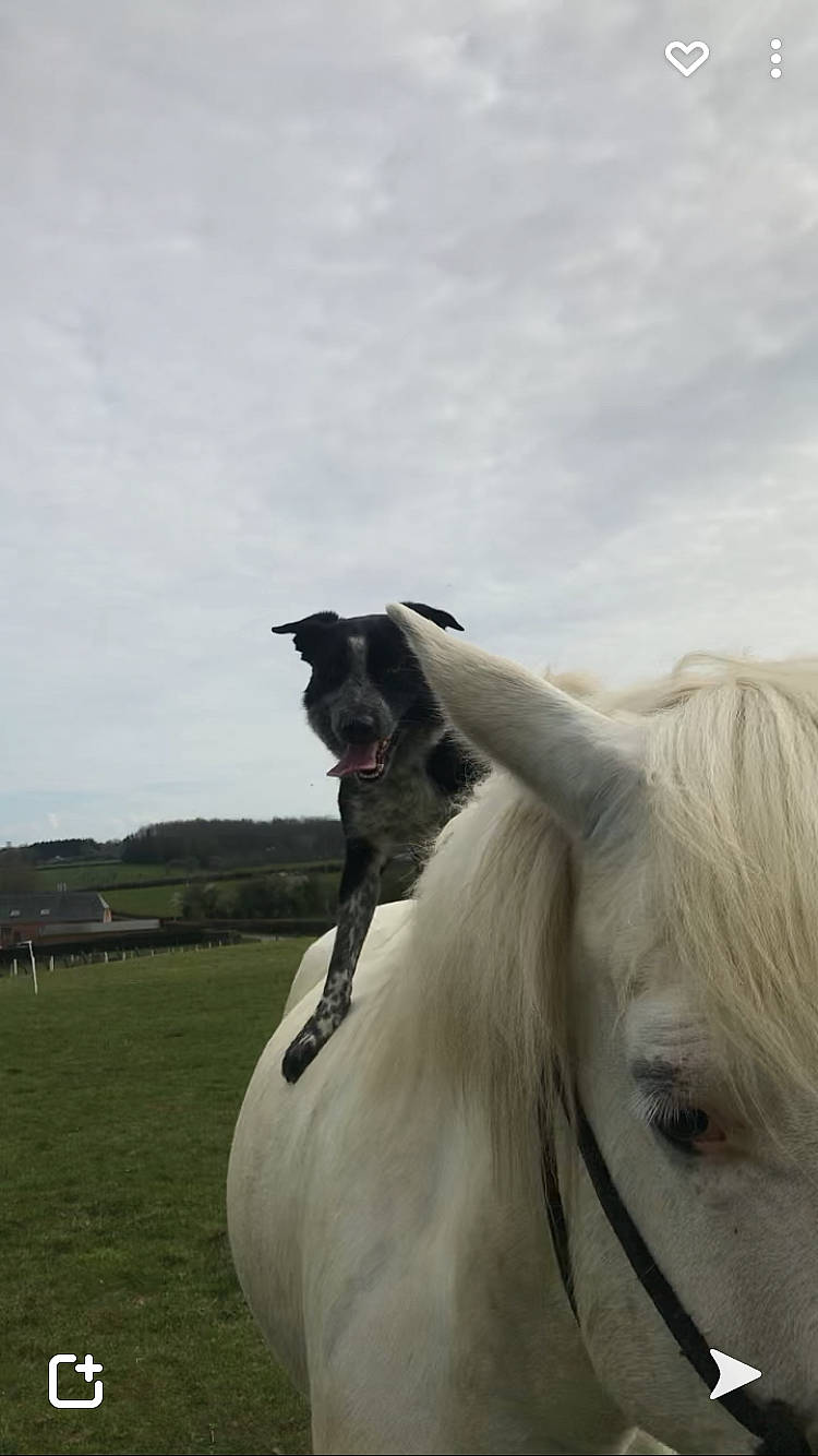 Nyx participe au concours pour gagner de l'argent avec cette photo : animal_sports, bovine, bridle, canidae, cloud, companion_dog, dog, dog_breed, fawn, grass, grassland, horse, horse_tack, landscape, livestock, mare, pack_animal, sky, snout, working_animal