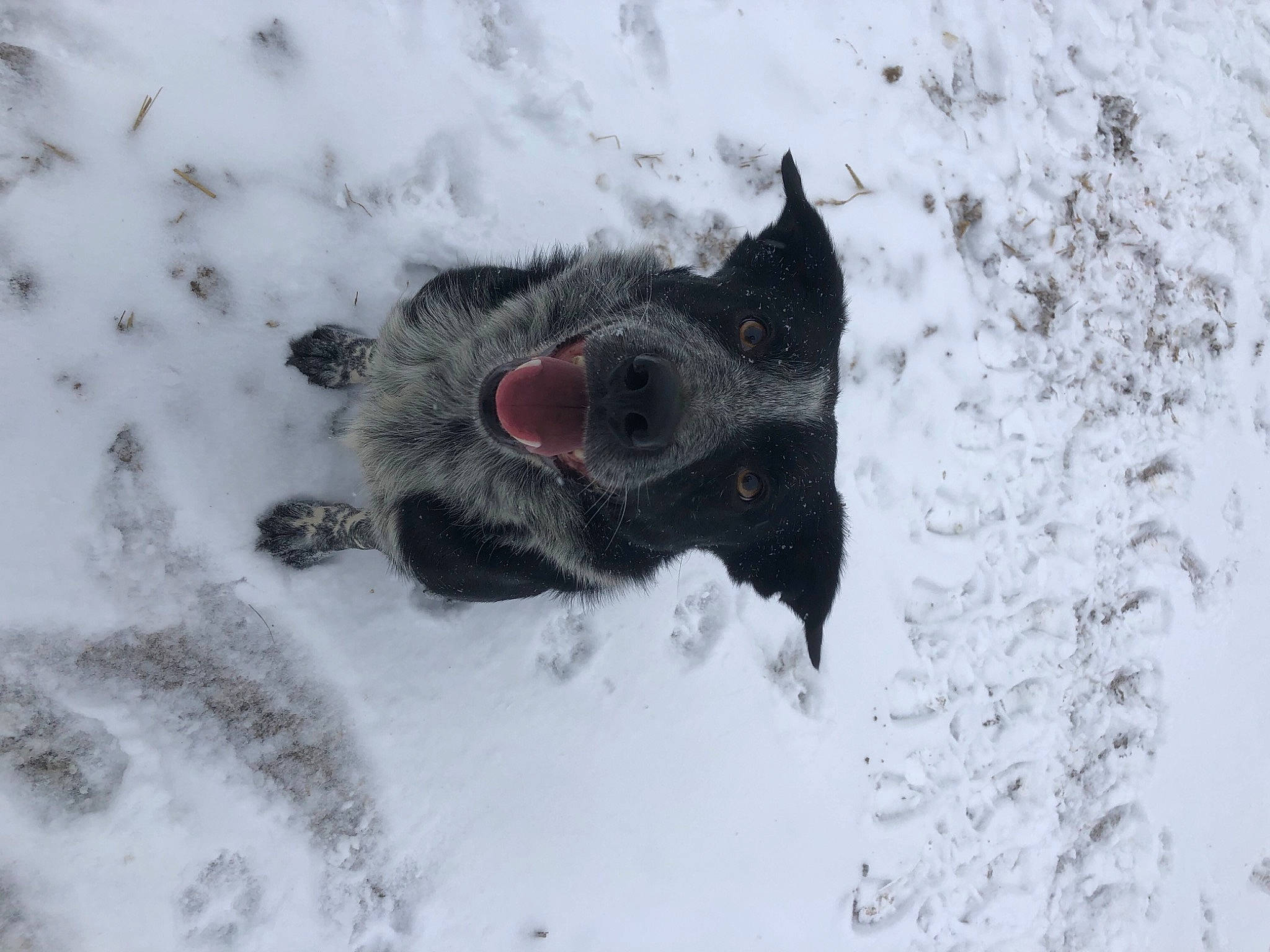 Nyx participe au concours pour gagner de l'argent avec cette photo : canidae, carmine, carnivore, dog, dog_breed, felidae, freezing, frost, fur, mammal, paw, small_to_medium_sized_cats, snout, snow, sporting_group, whiskers, wildlife, winter, wolf, working_animal