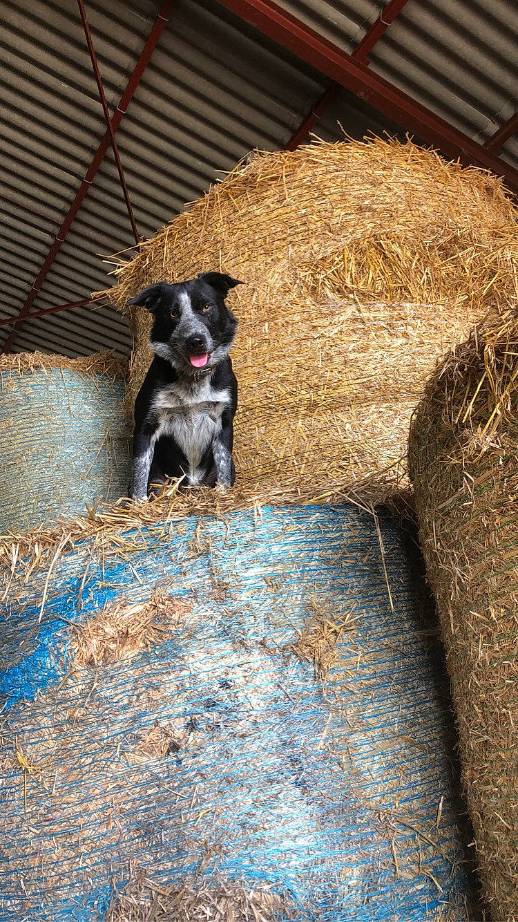 Nyx participe au concours pour gagner de l'argent avec cette photo : agriculture, carnivore, companion_dog, dog, dog_breed, fawn, fur, goats, grass, hay, livestock, shadow, snout, soil, tail, terrestrial_animal, tints_and_shades, whiskers, wood, working_animal