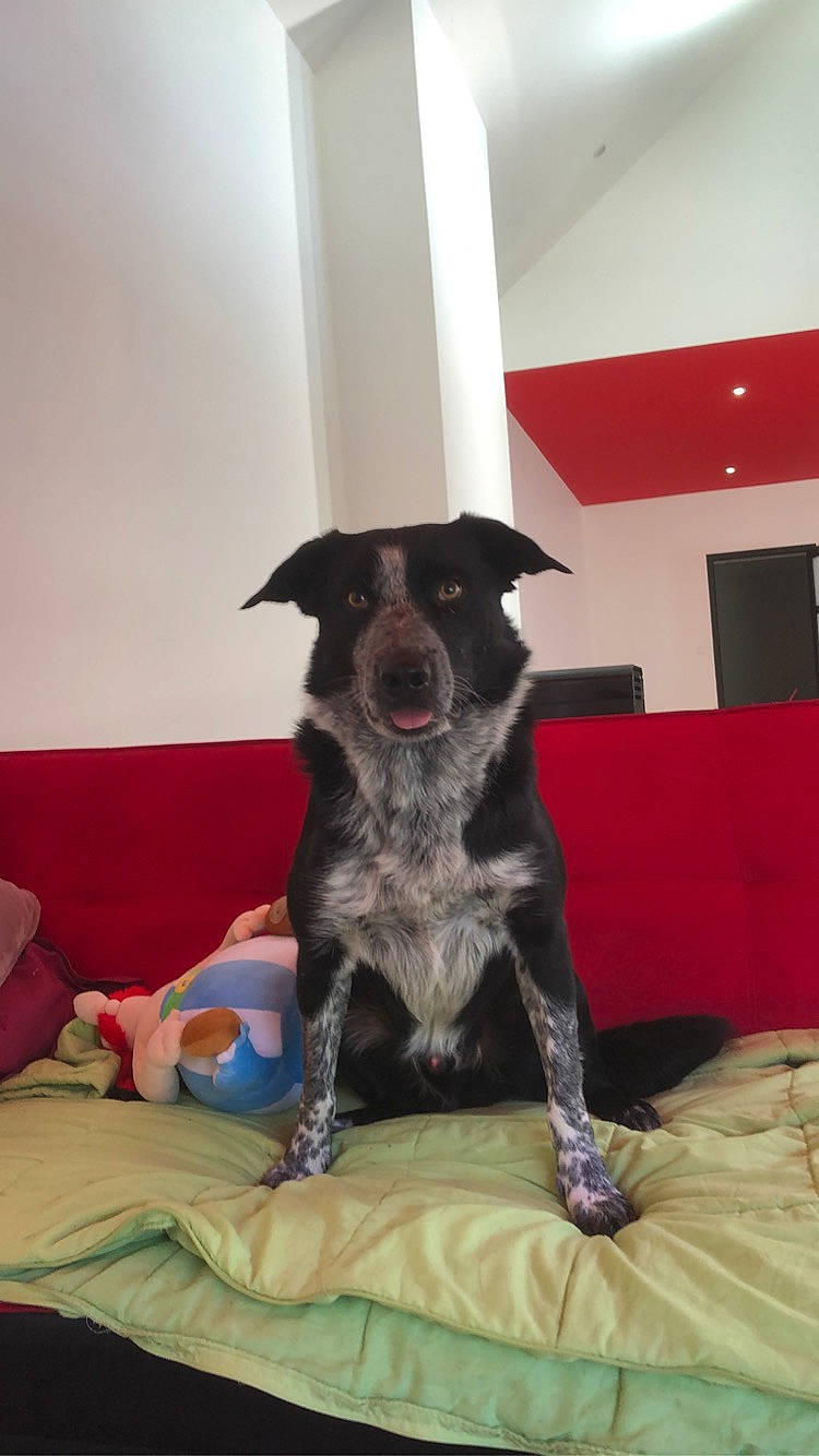 Nyx participe au concours pour gagner de l'argent avec cette photo : borador, canidae, carnivore, collar, comfort, companion_dog, couch, dog, dog_breed, dog_supply, fawn, flooring, fur, snout, sporting_group, working_animal