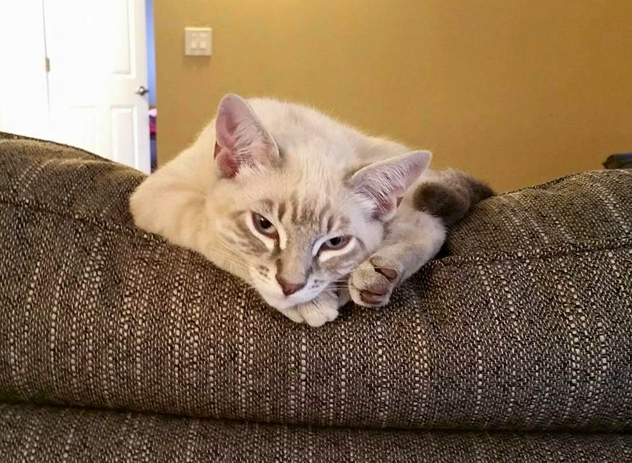 Diezel joined the competition — help win amazing prizes! bedding, carnivore, cat, cat_supply, comfort, couch, domestic_short_haired_cat, door, fawn, felidae, fur, light_switch, linens, paw, room, small_to_medium_sized_cats, tail, whiskers, window, wood