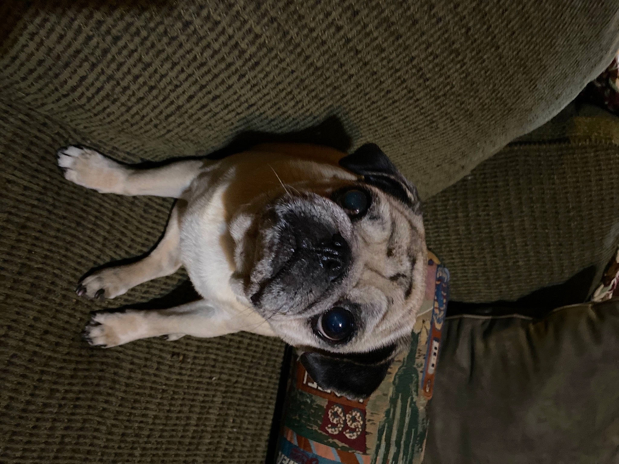 Bubbles is registered to the contest to win money with this photo: canidae, carnivore, comfort, companion_dog, dog, dog_breed, dog_supply, ear, fawn, fur, non_sporting_group, pet_supply, snout, sporting_group, terrestrial_animal, toy_dog, working_animal, wrinkle