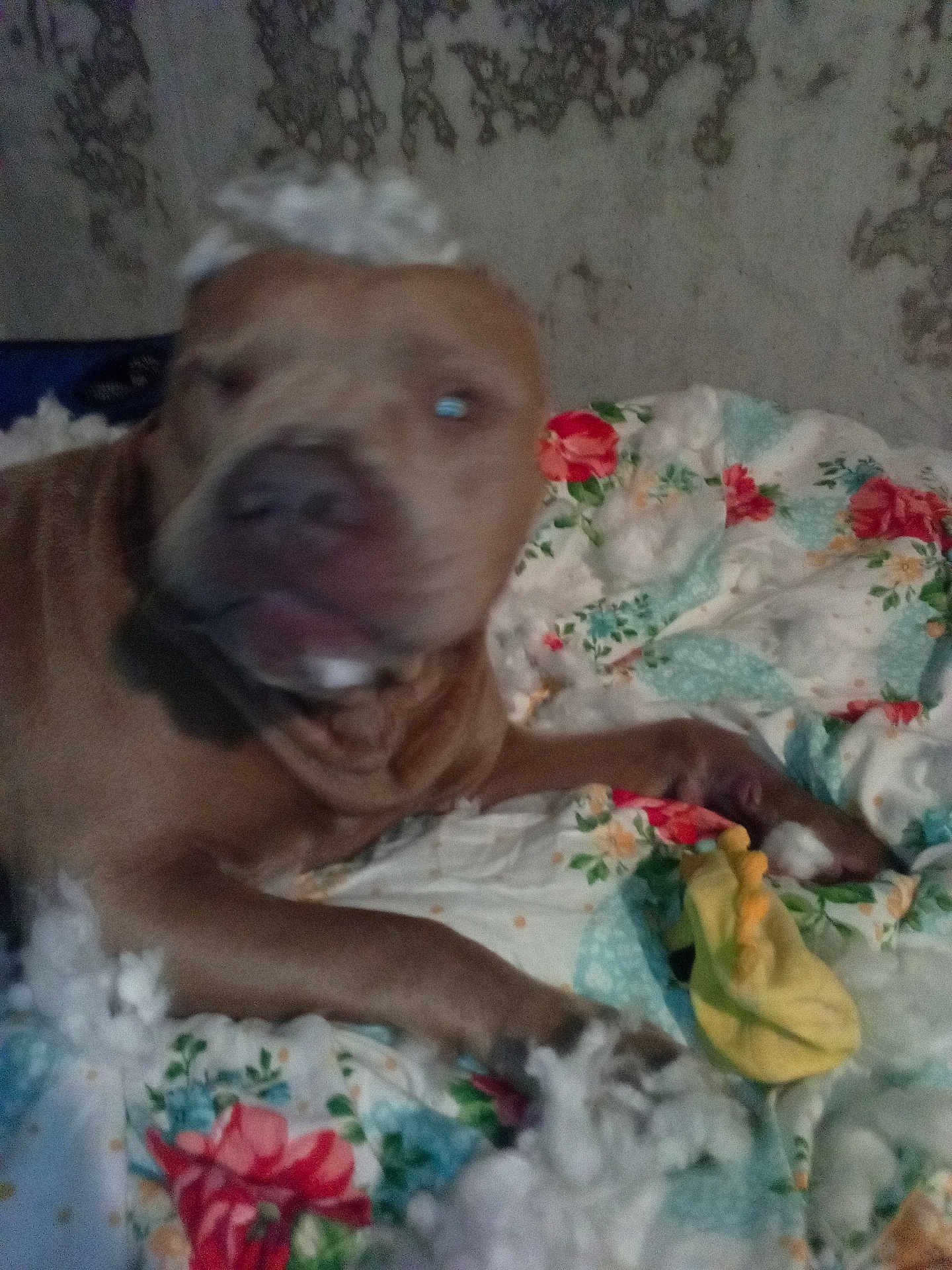 Axle Julian is registered to the contest to win money with this photo: animal, blanket, blur, brown_dog, confused, cozy, dog, fabric, floral_pattern, furniture, home, indoor, motion_blur, paw, pet, resting, stuffing, toy, wall, yellow_toy